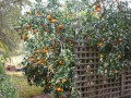Owari Satsuma; budwood for 100s of citrus can be obtained from the Florida Citrus Arboretum