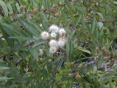 Buttonbush