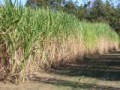 Sugar cane in North Florida