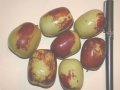 Jujube--a widely adapted dooryard fruit that requires few inputs