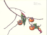 Tschinkel--persimmon