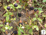 Dewberries