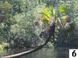 cabbage palm