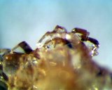 Crystals from the bottom of a bottle of syrup produced from C.P. 67-500
