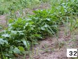 turnips in cane row