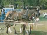 Mule Day, (Calvary, Georgia)