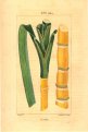 Turpin Sugar Cane Illustration in Flore Medicale (1828)